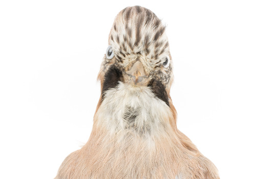 Eurasian Jay standing on wooden mount facing forward