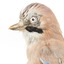 Eurasian Jay standing on wooden mount facing left