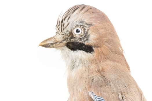 Eurasian Jay standing on wooden mount facing left