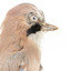 Eurasian Jay standing on wooden mount facing right