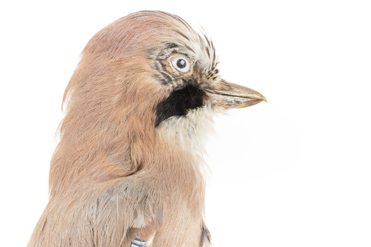 Eurasian Jay standing on wooden mount facing right