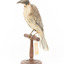Noisy Friarbird standing on wooden mount facing forward