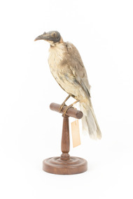 Noisy Friarbird standing on wooden mount facing forward
