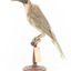 Noisy Friarbird standing on wooden mount facing left