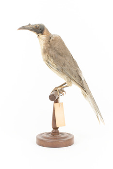 Noisy Friarbird standing on wooden mount facing left