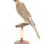 Noisy Friarbird standing on wooden mount facing back left