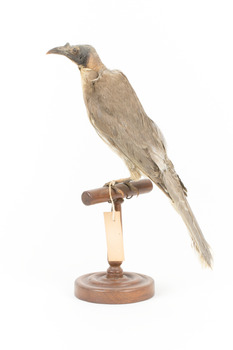 Noisy Friarbird standing on wooden mount facing back left