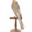 Noisy Friarbird standing on wooden mount facing backward