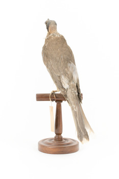 Noisy Friarbird standing on wooden mount facing backward