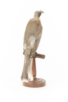 Noisy Friarbird standing on wooden mount facing back right