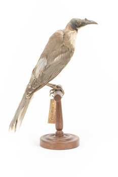 Noisy Friarbird standing on wooden mount facing right