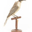 Noisy Friarbird standing on wooden mount facing forward
