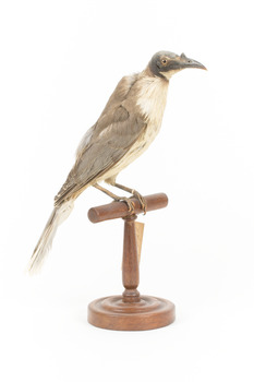 Noisy Friarbird standing on wooden mount facing forward