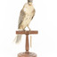 Noisy Friarbird standing on wooden mount facing forward