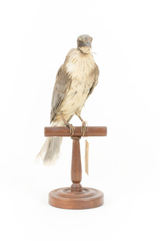 Noisy Friarbird standing on wooden mount facing forward