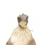 Close-up of Noisy Friarbird standing on wooden mount facing forward