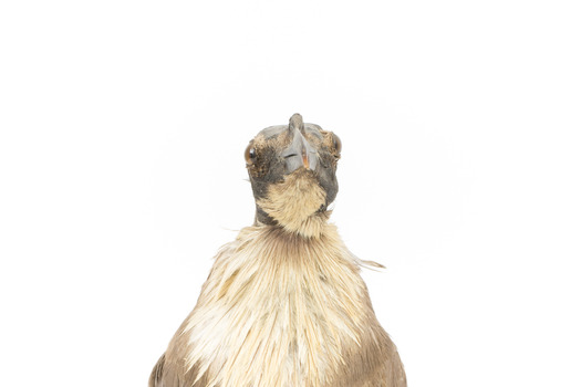 Close-up of Noisy Friarbird standing on wooden mount facing forward