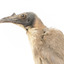 Close-up of Noisy Friarbird standing on wooden mount facing left