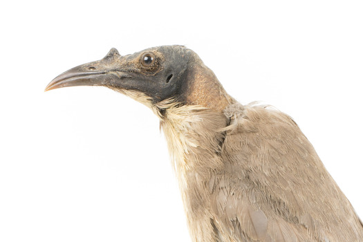 Close-up of Noisy Friarbird standing on wooden mount facing left
