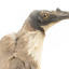 Close-up of Noisy Friarbird standing on wooden mount facing right