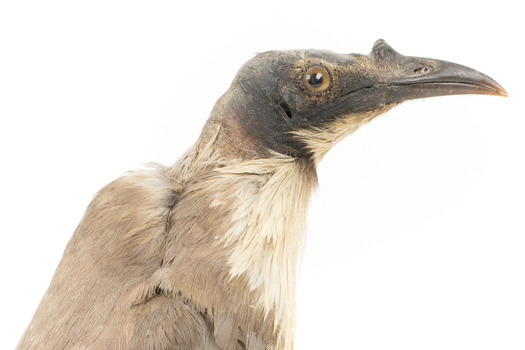 Close-up of Noisy Friarbird standing on wooden mount facing right