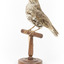 Bassian Thrush standing on wooden mount facing forward