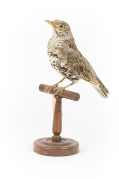 Bassian Thrush standing on wooden mount facing forward