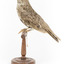Bassian Thrush standing on wooden mount facing left