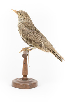 Bassian Thrush standing on wooden mount facing left
