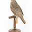 Bassian Thrush standing on wooden mount facing back left