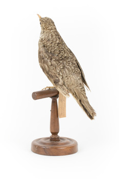 Bassian Thrush standing on wooden mount facing back left