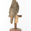 Bassian Thrush standing on wooden mount facing backward