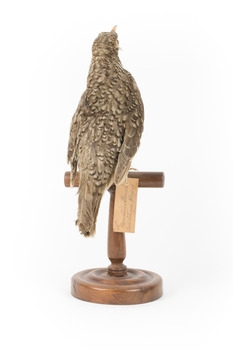 Bassian Thrush standing on wooden mount facing backward