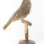 Bassian Thrush standing on wooden mount facing right