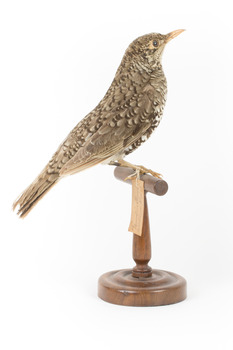 Bassian Thrush standing on wooden mount facing right