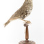 Bassian Thrush standing on wooden mount facing right