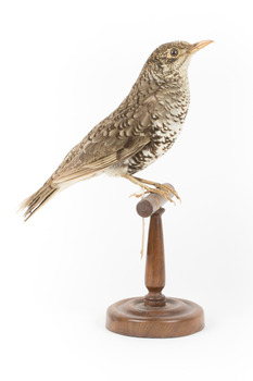 Bassian Thrush standing on wooden mount facing right