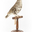 Bassian Thrush standing on wooden mount facing right