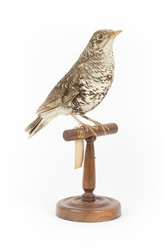 Bassian Thrush standing on wooden mount facing right