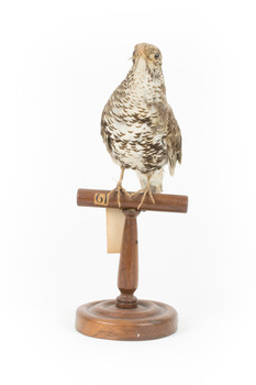 Bassian Thrush standing on wooden mount facing forward