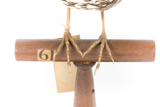 Close up of Bassian Thrush standing on wooden mount facing forward