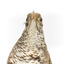 Close up of Bassian Thrush standing on wooden mount facing forward
