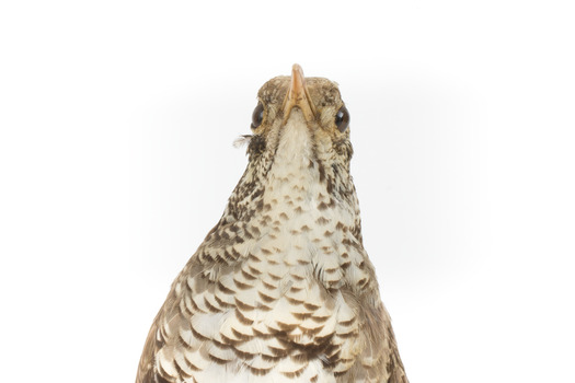 Close up of Bassian Thrush standing on wooden mount facing forward