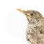 Close up of Bassian Thrush standing on wooden mount facing left