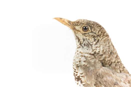 Close up of Bassian Thrush standing on wooden mount facing left