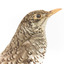 Close up of Bassian Thrush standing on wooden mount facing right