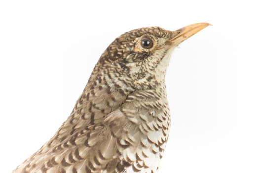 Close up of Bassian Thrush standing on wooden mount facing right