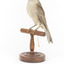 Grey Shrike-thrush standing on wooden mount facing forward
