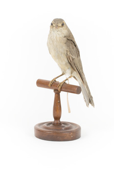Grey Shrike-thrush standing on wooden mount facing forward