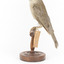 Grey Shrike-thrush standing on wooden mount facing left